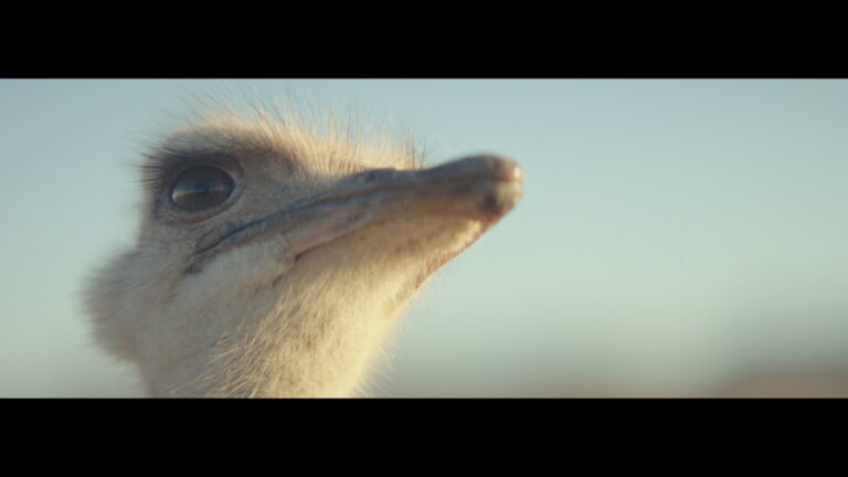 Ostrich Galaxy Brand