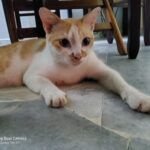 Samsung Galaxy Tab S7+ Review - Ultimate Android Workforce