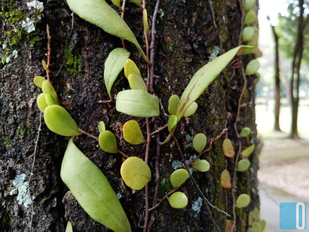 HONOR 9A Review - Purely Basic, Potentially Reliable