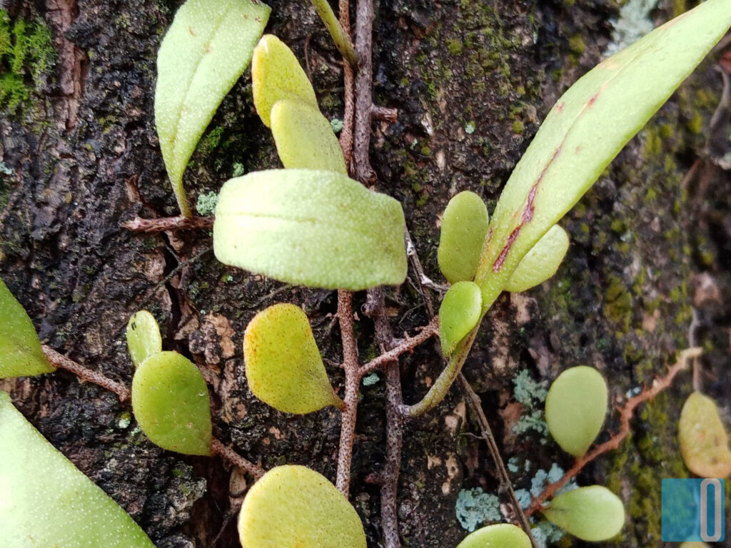 HONOR 9A Review - Purely Basic, Potentially Reliable