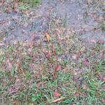 Galaxy S20 FE Photos (28)