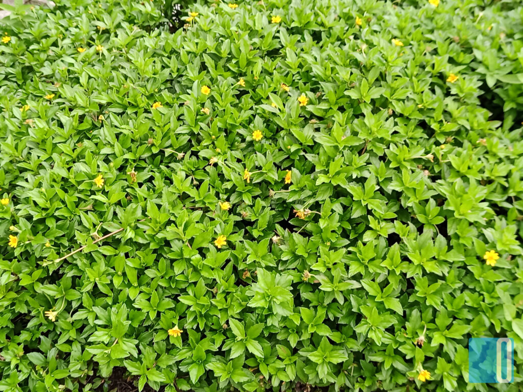 Umidigi BISON Review - This Monster Will Make You Like Big Phones