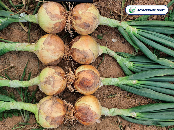Jenong S&T specializing in providing of Korean root crops, launches new seeds
