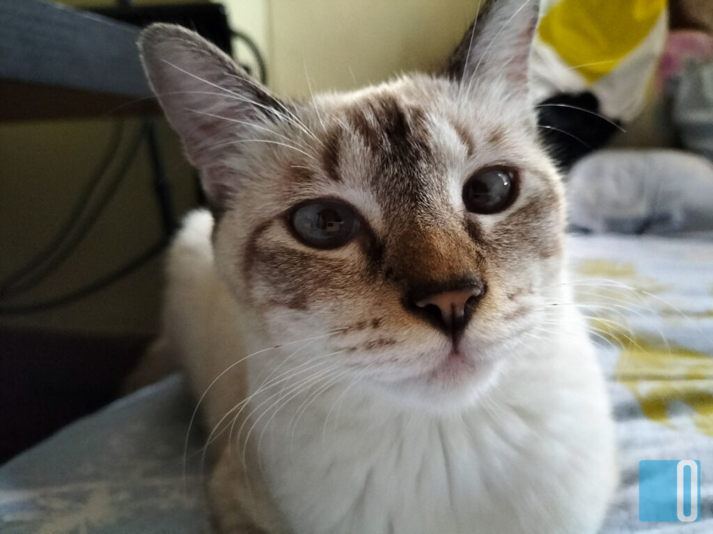 OPPO A95 Review - A Capable Mid-Range Option