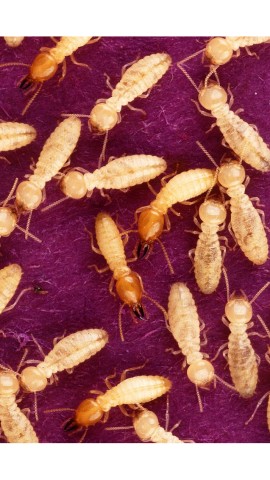 Picture of Controlling Termite Infestations: Prevention & Pest Control Guide Released