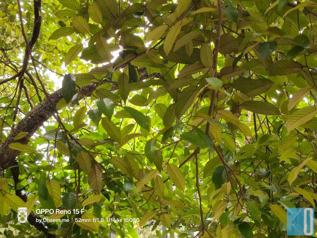 OPPO Reno15 F Review: A Mid-Range Phone That Quietly Masters Everyday Life