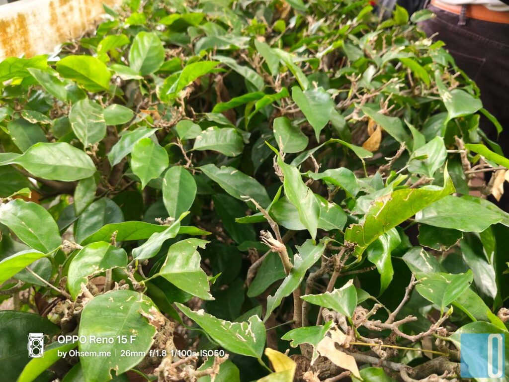 OPPO Reno15 F Review: A Mid-Range Phone That Quietly Masters Everyday Life