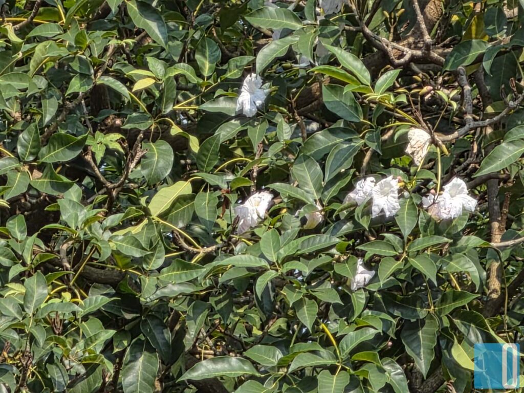 Samsung Galaxy S26 Ultra Review: The Android King Gets Lighter, Smarter, and a Bit Sneakier