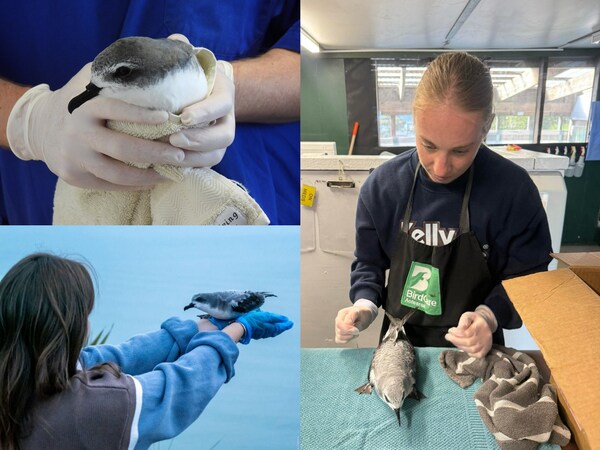SEA LIFE Kelly Tarlton’s is Lighting the Way for Cook’s Petrels SEA LIFE Kelly Tarlton's is Lighting the Way for Cook's Petrels